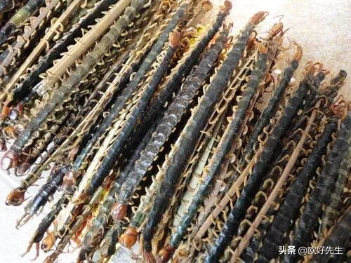 蜈蚣养殖前景如何，从哪几个方面开始？