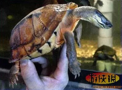 盘点全球新奇妙动物：紫色北极熊 海地长吻猬