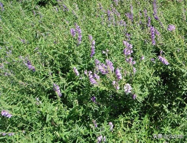 野生药材一定比种植药材好吗?