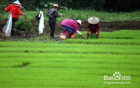 列举植物传播种子方法