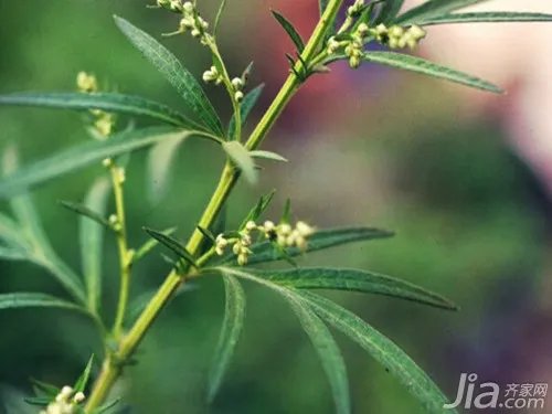 艾草图片欣赏 艾草资料介绍