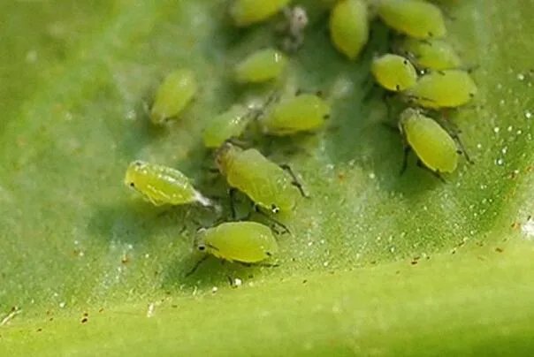 世界十大繁衍能力最强动物：翻车鲀鱼当仁不让，拔得头筹 