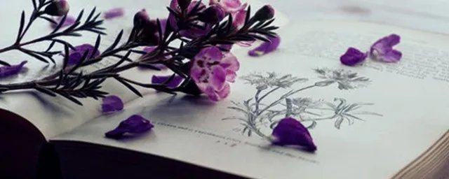 今生已不再寻觅是什么歌 今生已不再寻觅歌词介绍