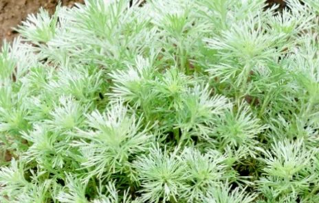 银蒿长什么样子？都有哪些形态特征呢？