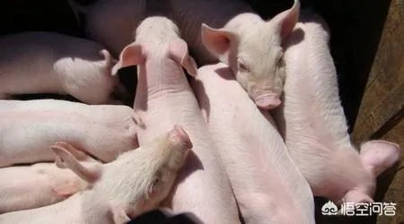 幼猪有什么作用