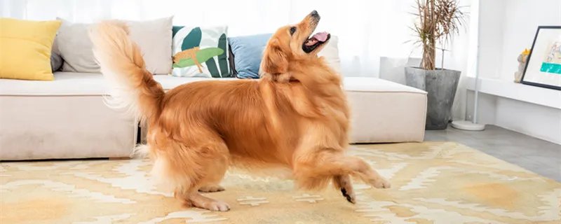 金毛犬吃什么 金毛犬一般吃什么