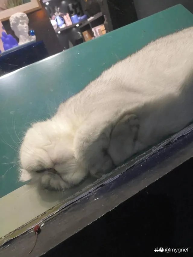 有没有搞笑的猫咪图片，分享一下？