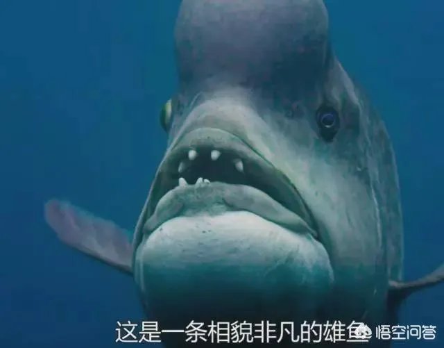 纪录片《蓝色星球》讲了什么?好看吗?