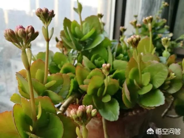 可以拿玻璃花盆养花吗