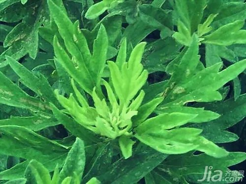 艾草图片欣赏 艾草资料介绍