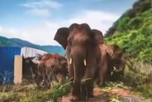 云南离群独象掉队12公里是怎么回事 云南离群独象掉队12公里具体情况