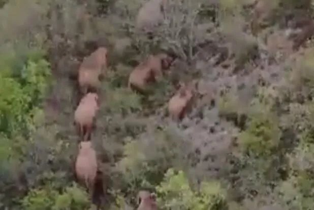 云南离群独象掉队12公里是怎么回事 云南离群独象掉队12公里具体情况