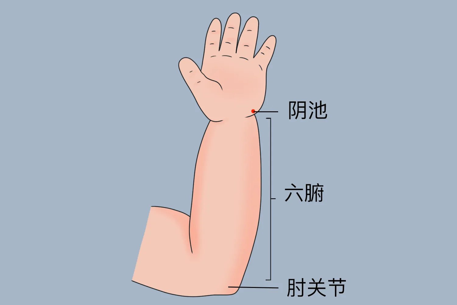 六腑准确位置图