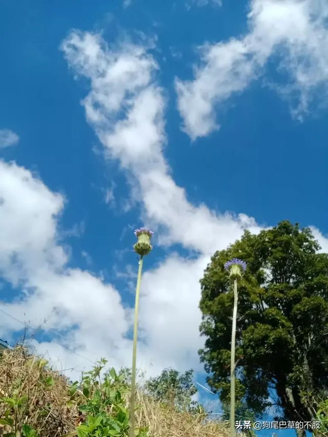 贵州深山的“龙吟”声是什么回事?真的是有不明大型动物未发现吗?