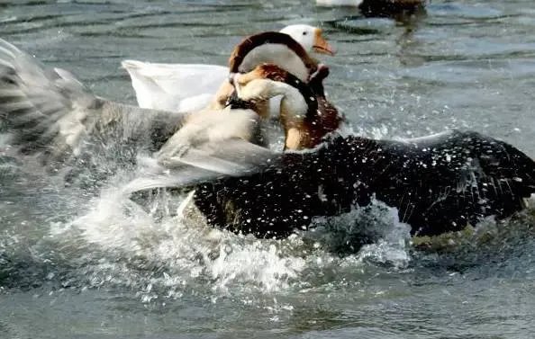 刷爆朋友圈两只鹅的故事，大结局已经揭晓！