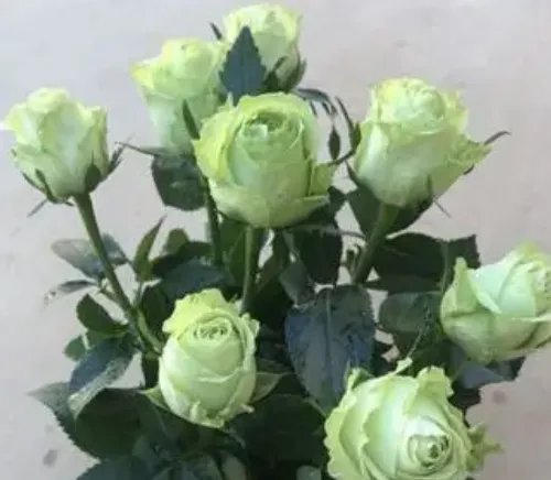 七朵玫瑰花代表什么意思 不同数量的玫瑰花的含义有哪些