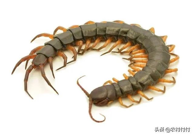 蜈蚣养殖前景如何，从哪几个方面开始？