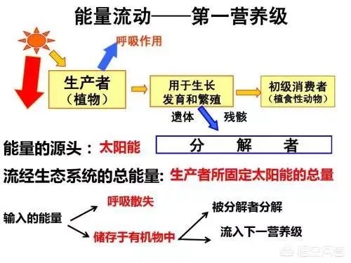 生态系统中的能量流动和转化是否遵循能量守恒定律？为什么？