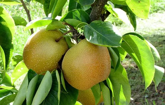 牡丹江特产有哪些 牡丹江有哪些特产