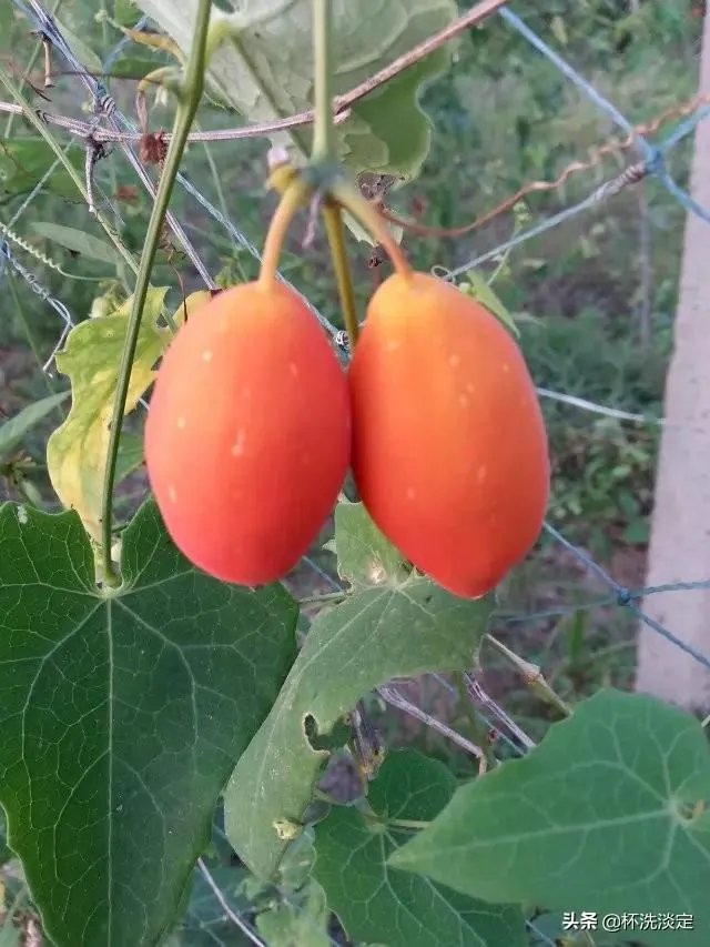 香蜜果能盆栽吗？