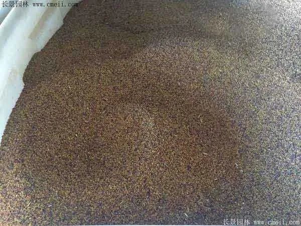 北方优质牧草品种有哪些