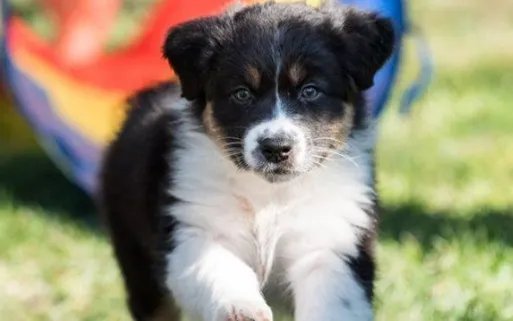 蓝眼睛的狗有哪些?