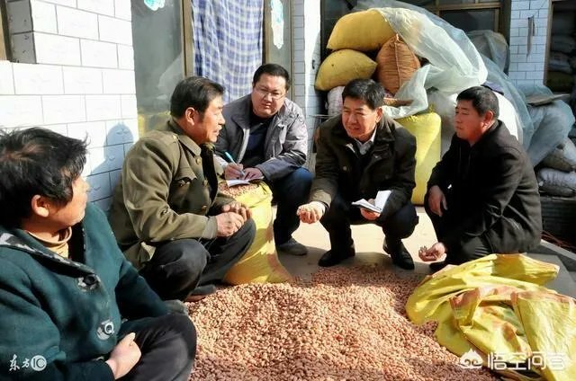 最新的花生价格是多少？行情如何？