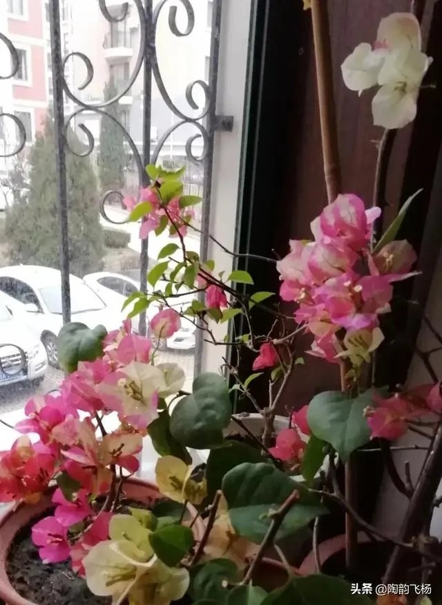 瑞士三角梅为何不开花？