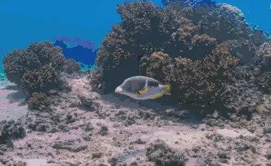 纪录片《蓝色星球》讲了什么?好看吗?