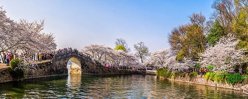樱花什么时候开花 樱花开花的时间