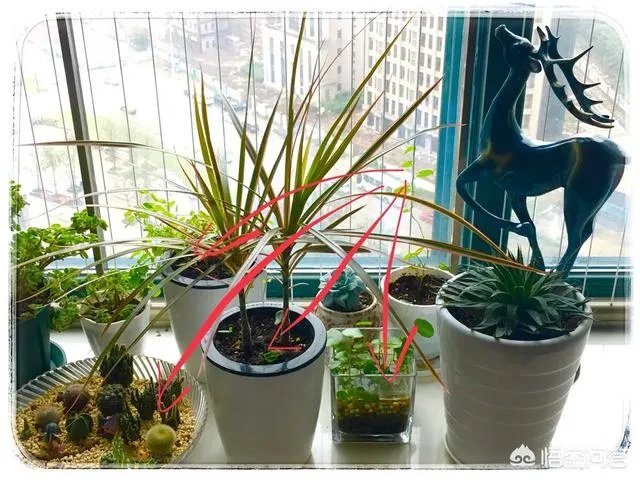 可以拿玻璃花盆养花吗