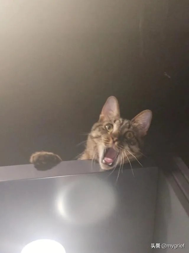 有没有搞笑的猫咪图片，分享一下？