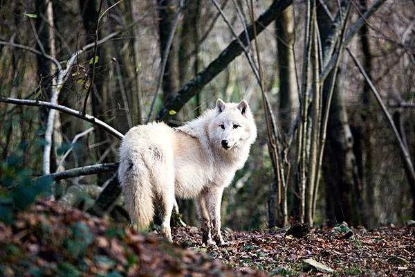 知道“狼心狗肺”一词的由来吗？