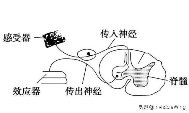 反射弧结构示意图?