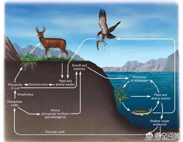 生态系统中的能量流动和转化是否遵循能量守恒定律？为什么？