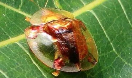 黄金龟甲虫的体型非常小,但为何不怕鸟类的威胁?