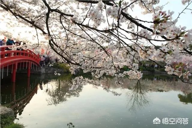 武汉大学樱花一般什么时候开?