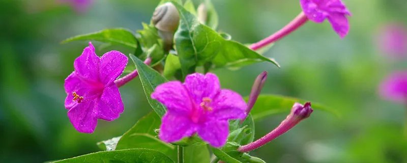 夜来香的养殖方法和注意事项 夜来香的养殖方法