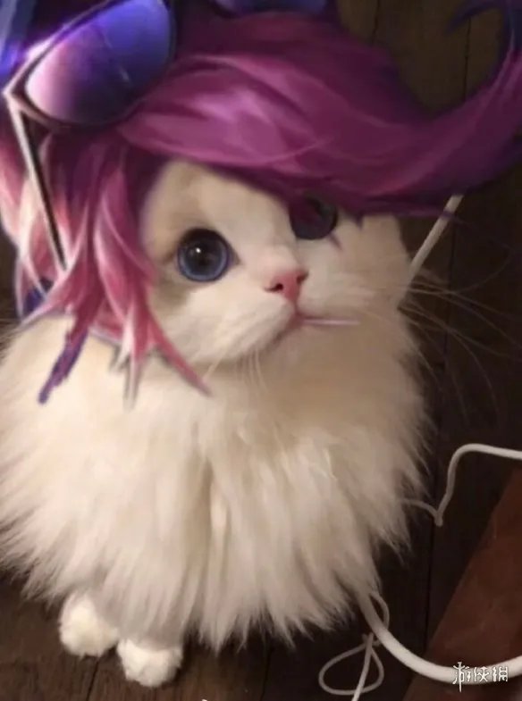 《王者荣耀》猫咪接头头像最新 猫咪头像大全