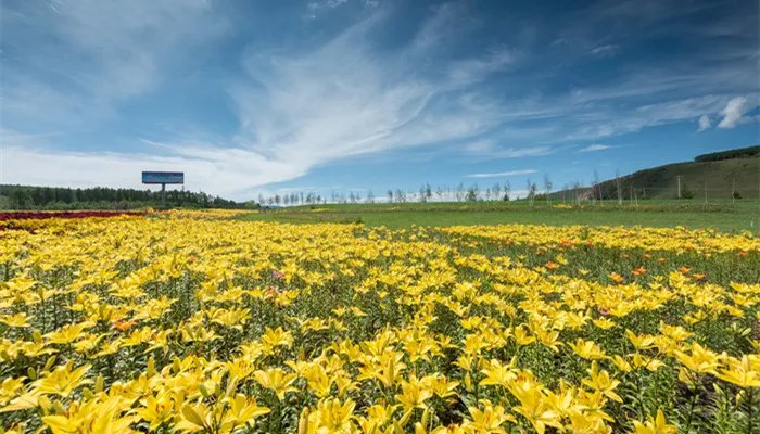 忘忧草是黄花菜吗 忘忧草是不是黄花菜