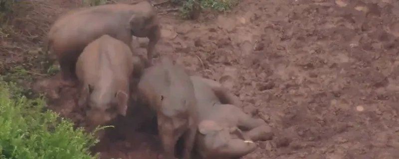 实拍云南象群雨中“玩泥巴”是怎么回事 实拍云南象群雨中“玩泥巴”是什么情况