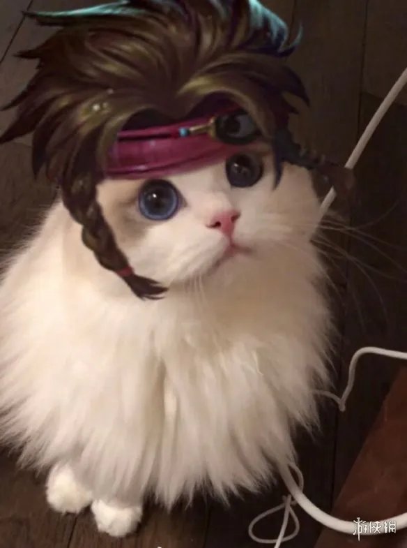 《王者荣耀》猫咪接头头像最新 猫咪头像大全