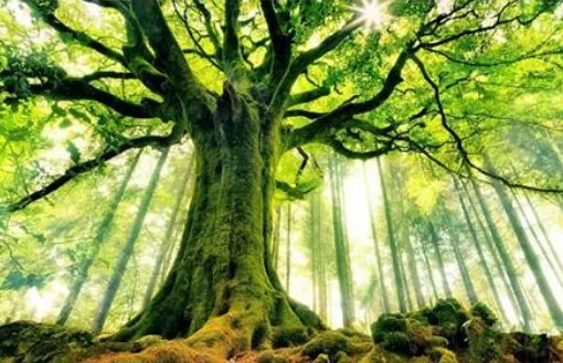 大树又什么又什么