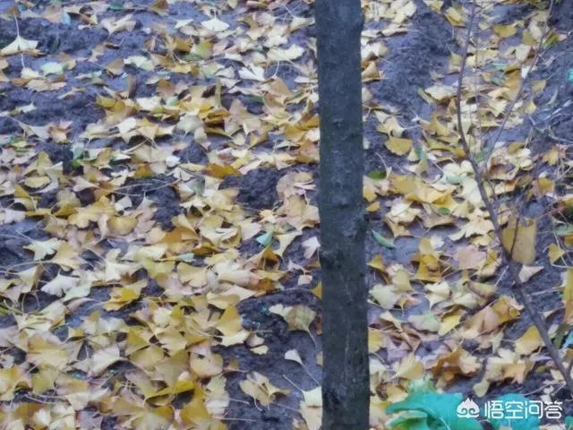 你听过最微妙的一句话是什么?