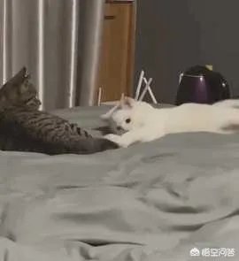 有没有搞笑的猫咪图片，分享一下？