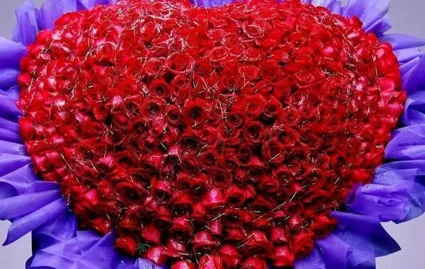 几朵玫瑰代表什么