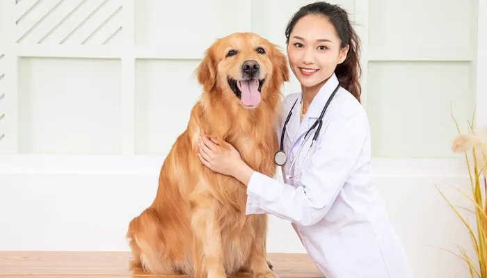 金毛犬吃什么 金毛犬一般吃什么