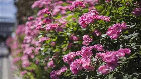 月季花的功效与作用