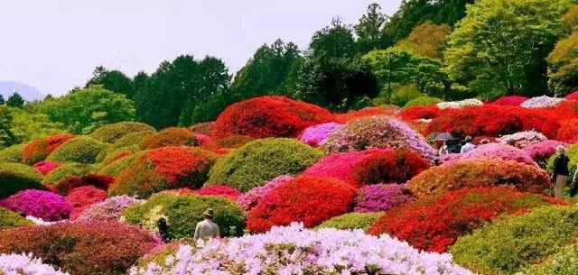 你知道中国百里杜鹃花都在哪里吗？