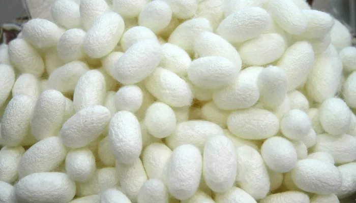 桑蚕丝的特点 桑蚕丝的特点是什么